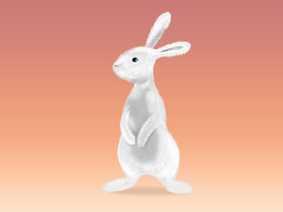 Animation for a French bank fun illustration rabbit white