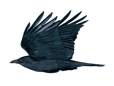Crow crow illustration procreate
