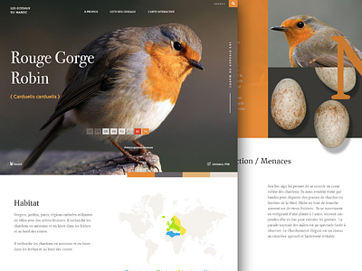 Birds Interactive Guide I Draft 2 birds clean landing magazine minimal planet site web website wild wwf