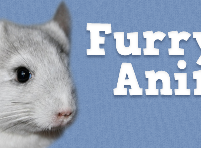 Furr Ani blue chinchilla