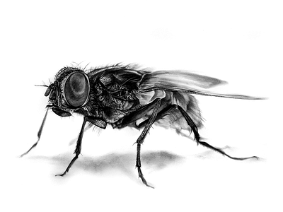 Fly black and white charcoal drawing fine art fly illustration insect