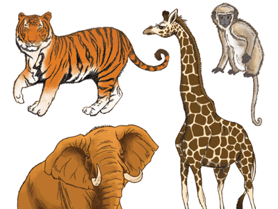 Safari Animals characters illustration