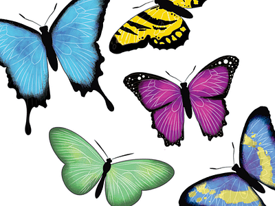 Butterfly Series illustration