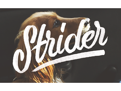 Strider copic dog handdrawn handlettered lettering marker puppy strider type typography