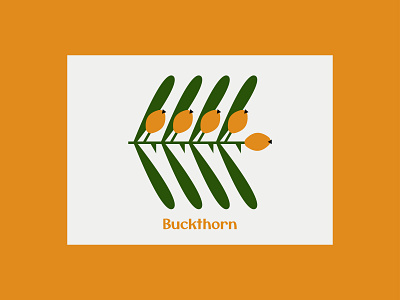 Buckthorn berry buckthorn design illustration orange vector