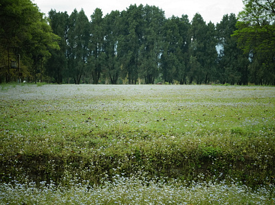 Forest Research Institute fine art photography flower photography forest research institute landscape photography nature photography photo gallery photography