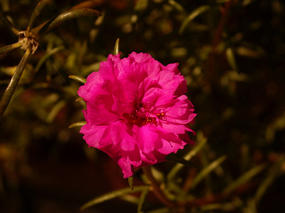 Flower Photography aperture fine art photography flower photography nature photography photo gallery photography