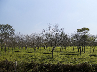 Tea Garden of Dooars, India