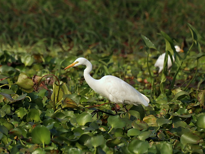 Indian Egret | Bird Photography