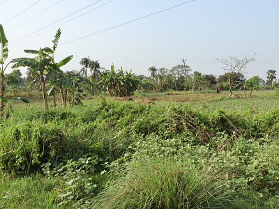 Beautiful sceneries of Rural Bengal