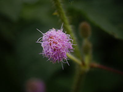 Flowers flower photography nature photography photography