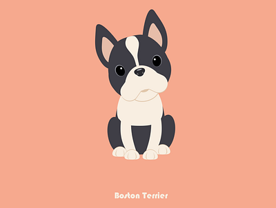 100 Days of Vector - Boston Terrier 100daysofvector illustration sketch ui