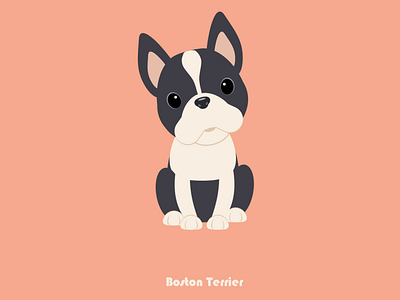 100 Days of Vector - Boston Terrier 100daysofvector illustration sketch ui