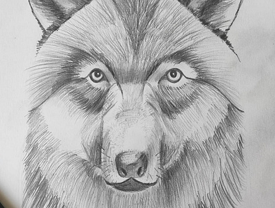 wolf draw handwrite pencils practise sketch wolf