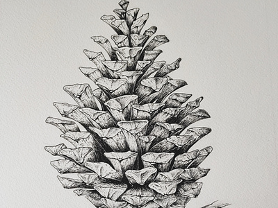 Pinecone