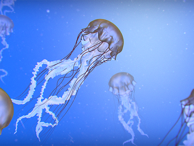 School of Jellyfish 3d blender jellyfish ocean