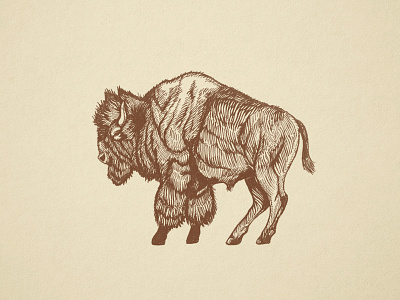 Buffalo Engraving buffalo engraving paper sketch