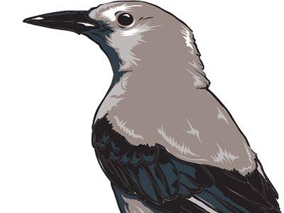 Clarks Nutcracker national parks tourism wildlife