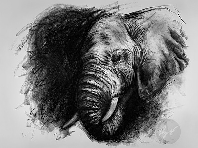 Expressive Charcoal Drawing of an Elephant