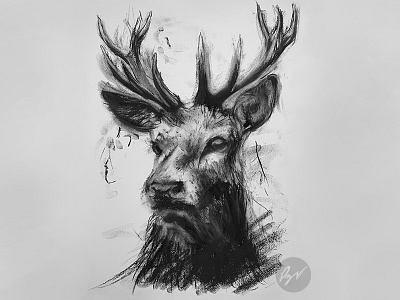 Charcoal Drawing of a Deer