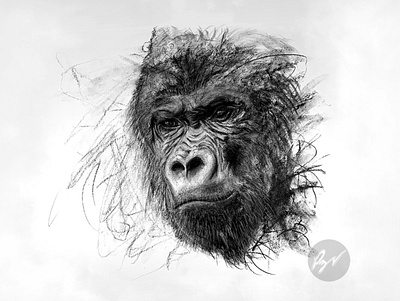 Expressive Charcoal Drawing of a Gorilla animal animaldrawing art arte artetradicional artwork charcoal charcoalart charcoaldrawing desenho dibujo drawing gorilla traditional traditionalart traditionalartwork traditionaldrawing wildlife wildlifeart