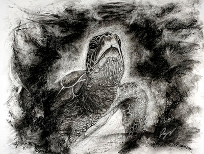 Charcoal Drawing of a Sea Turtle animal animalart animaldrawing art artwork charcoal charcoalart charcoaldrawing cryptodira desenho dibujo draw drawing mar marineturtle pencil sea tortuga turtle