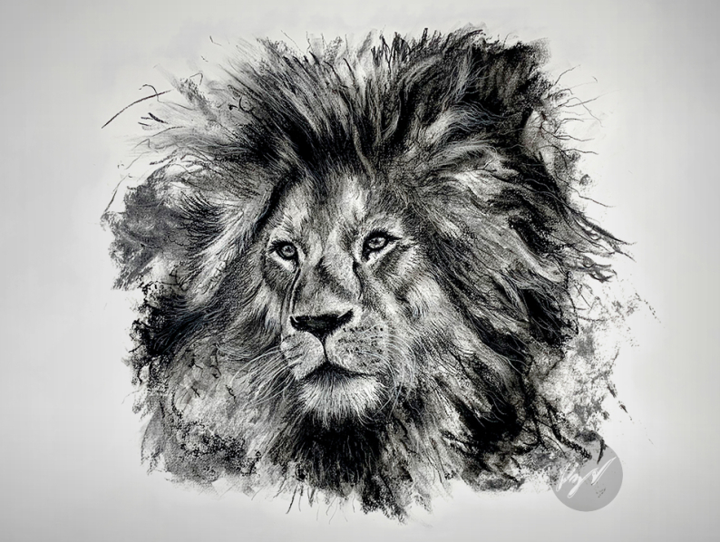 Original White Charcoal Lion Drawing+Progress Photos — Steemit