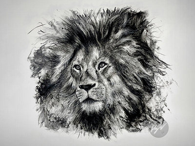 Charcoal Drawing of a Lion
