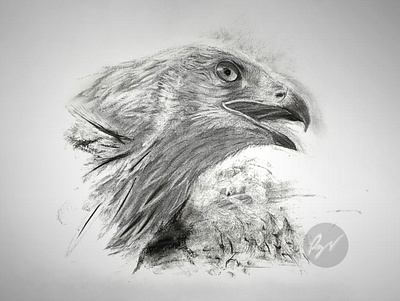 Charcoal Drawing of an Eagle art artwork bird charcoal charcoal drawing eagle pencil drawing sketch