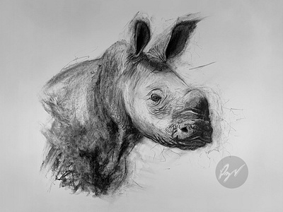 Charcoal Drawing of a Young Rhino