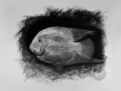 Charcoal Drawing of a Freshwater Fish