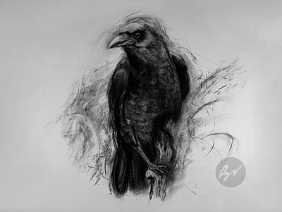 Charcoal Drawing of a crow animal art arte artwork ave bird charcoal charcoal drawing crow cuervo dibujo drawing