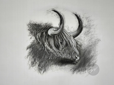 Charcoal Drawing of a long haired cow animal animal art art arte artwork charcoal cow dibujo drawing highland