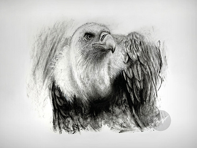 Charcoal Drawing of a vulture animal art arte artwork ave bird birdofprey buitre charcoal dibujo drawing pajaro raptor vulture