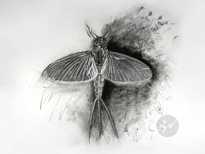 Charcoal Drawing of a mayfly