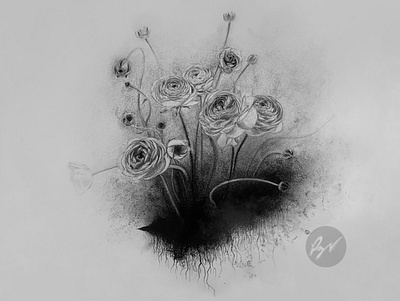 Charcoal drawing of Ranunculus flowers jardin