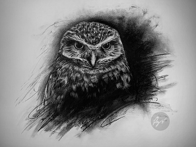 Charcoal drawing of an Owl art ave avedepresa bird birdofprey buho charcoal desenho dibujo drawing feathers garras largeeyes lechuza nocturnal pajaro pencilart pencildrawing rapaz strigiformes