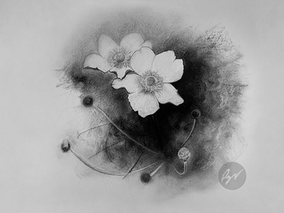 Charcoal drawing of Anemone flowers