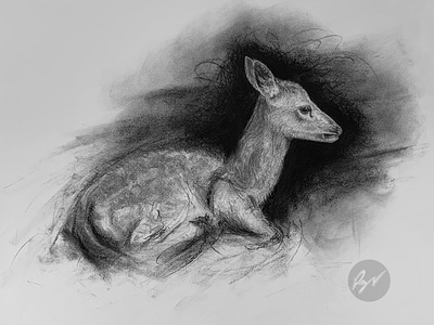 Charcoal drawing of a Deer Fawn