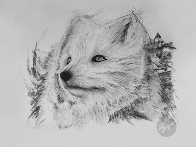 Charcoal drawing of an Arctic Fox