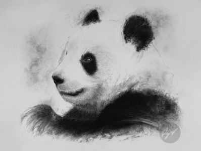 Charcoal drawing of a Panda by p3vstudio on Dribbble