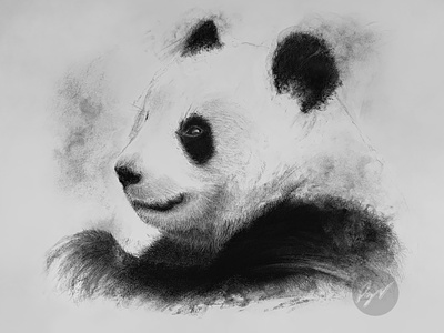 Charcoal drawing of a Panda