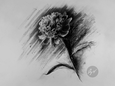 Charcoal drawing of a Carnation flower