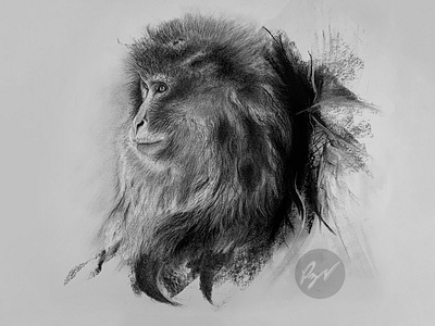 Charcoal drawing of a Macaque monkey