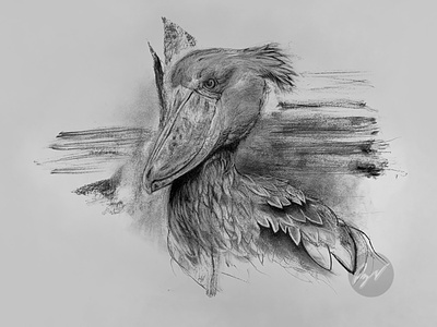 Charcoal drawing of a Shoebill
