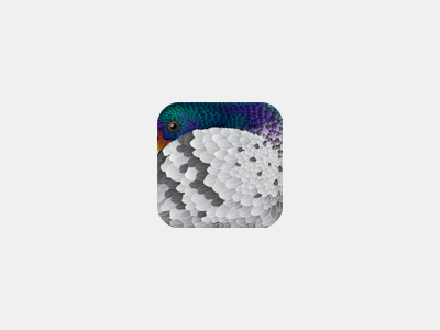 Pigeon App Icon app bird icon ios pigeon