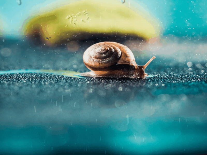 A snail dream 蜗牛，dream，effect