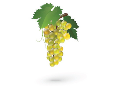 Grape autumn fruit grape green illustration leaves tasty vector wine