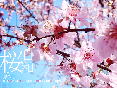 Wallpaper 2014 April 2014 april calendar cherry bloom sakura wallpaper