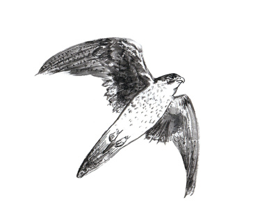 Flying falcon 2d artwork bird design drawing eagle flying bird freedom graphic hand drawn illustraion illustration ink logo